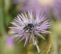 Melecta curvispina