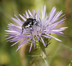 Melecta curvispina