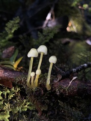 Mycena chusqueophila
