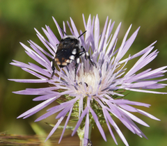 Melecta curvispina