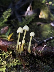 Mycena chusqueophila