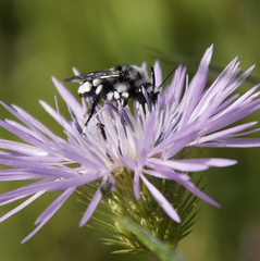 Melecta curvispina