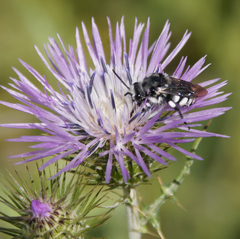 Melecta curvispina
