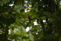 Plecturocebus aureipalatii