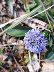 Globularia bisnagarica