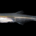 Anchoa mitchilli - Photo (c) Smithsonian Environmental Research Center, μερικά δικαιώματα διατηρούνται (CC BY)