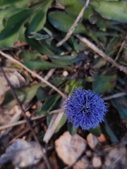 Globularia bisnagarica