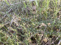 Ceanothus roderickii