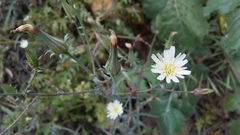 Rafinesquia californica