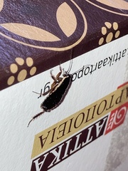 Loboptera decipiens
