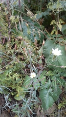 Rafinesquia californica