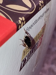 Loboptera decipiens
