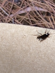 Loboptera decipiens