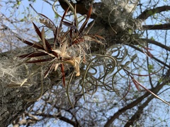 Tillandsia caput-medusae