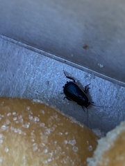 Loboptera decipiens