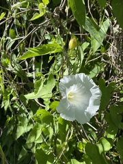 Calystegia sepium limnophila