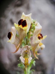 Linaria aeruginea