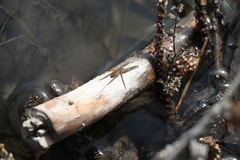 Dolomedes plantarius