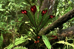Columnea dimidiata
