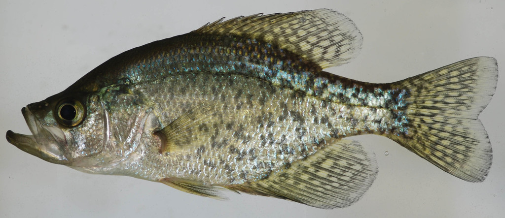 Black Crappie Fishes Of Middle Georgia · Inaturalist