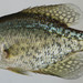 Black Crappie - Photo (c) Smithsonian Environmental Research Center, some rights reserved (CC BY)