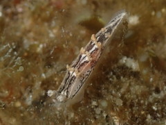 Duvaucelia manicata