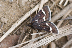 Pyrausta nigrata