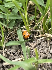Coccinella septempunctata