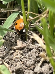 Coccinella septempunctata