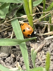 Coccinella septempunctata