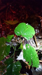 Pristimantis reichlei