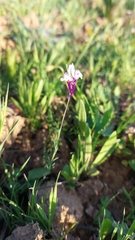 Linaria amethystea amethystea