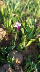 Linaria amethystea amethystea