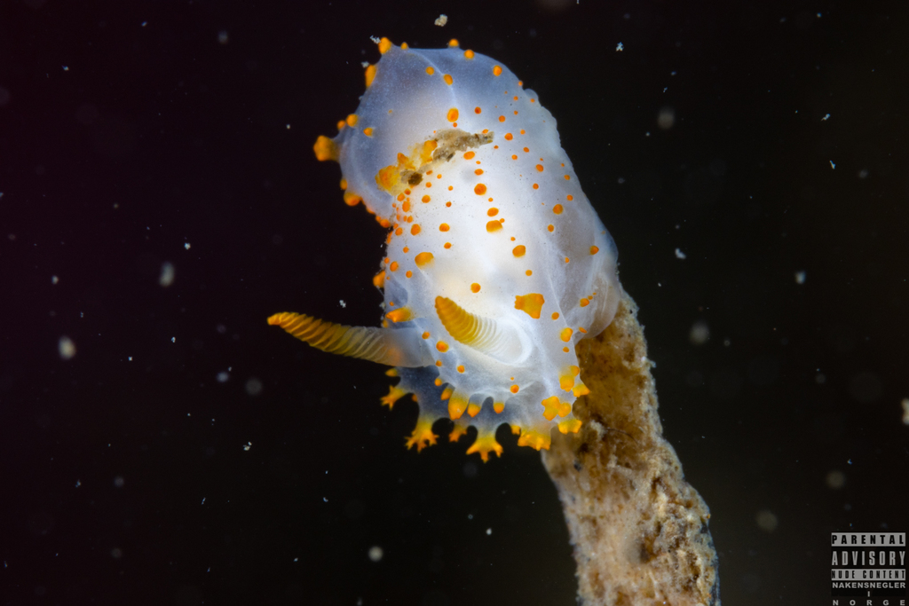 Crimora papillata