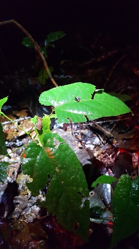 Pristimantis reichlei