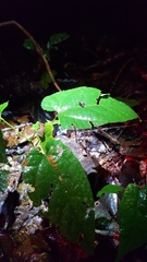 Pristimantis reichlei