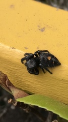 Phidippus audax