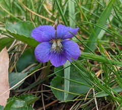 Viola sororia