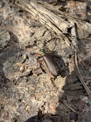 Lytta aenea