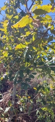 Quercus canariensis