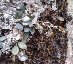 Specklinia