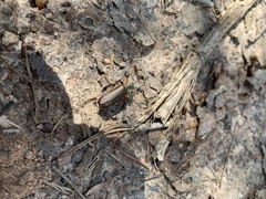 Lytta aenea