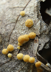Trichoderma foliicola