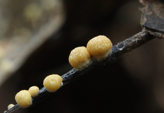 Trichoderma foliicola
