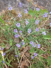Sisyrinchium montanum