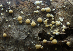Trichoderma foliicola