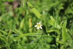 Zephyranthes minima