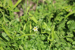 Zephyranthes minima