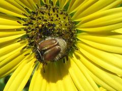 Lepithrix pseudolineata