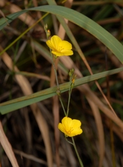 Linum maritimum